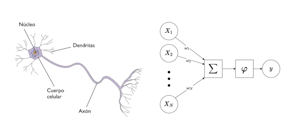 Representación gráfica de neurona biológica y neurona artificial